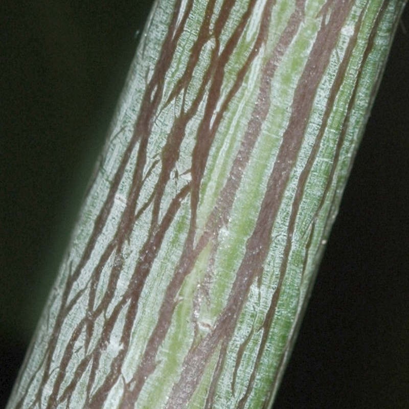 Acer grosseri var hersii - bark