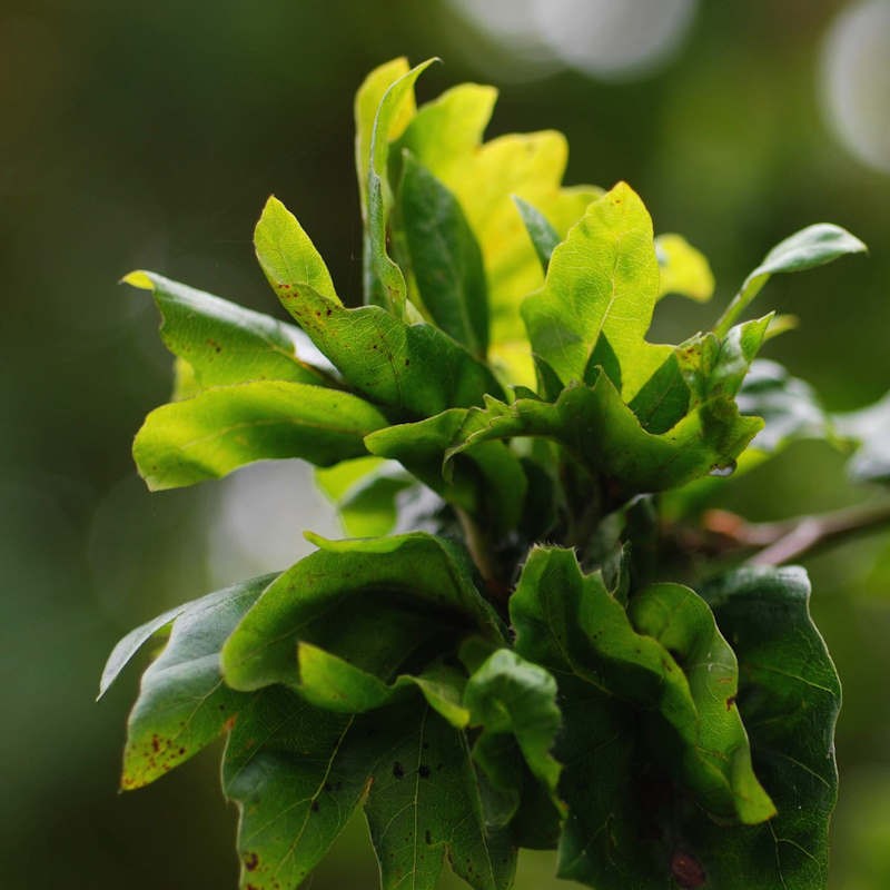 Fagus sylvatica 'Cristata' - summer leaves