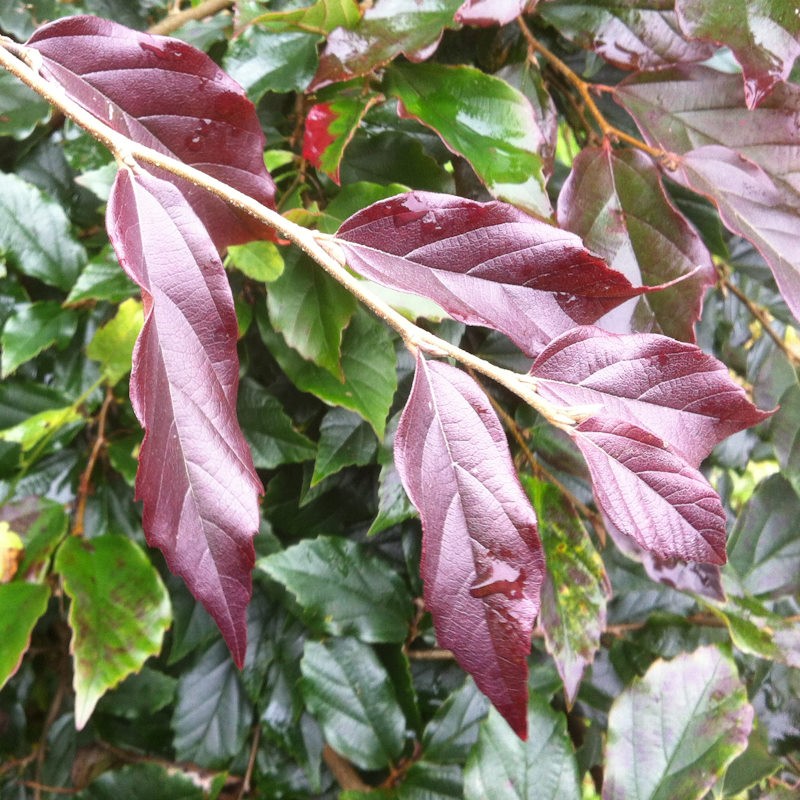 Sycoparrotia semidecidua  'Purple Haze' - autumn colours