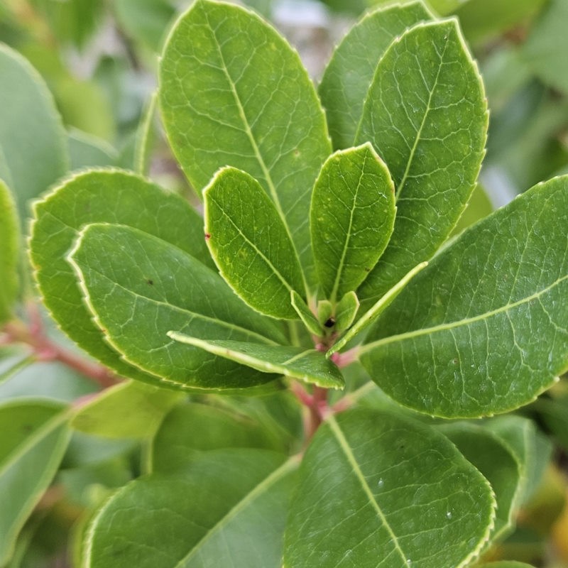 Arbutus unedo 'Peace and Love' - rounded leaves