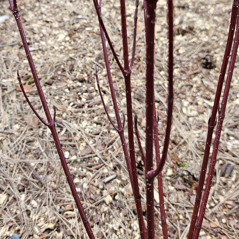 Cornus alba 'Nightfall' - winter stems