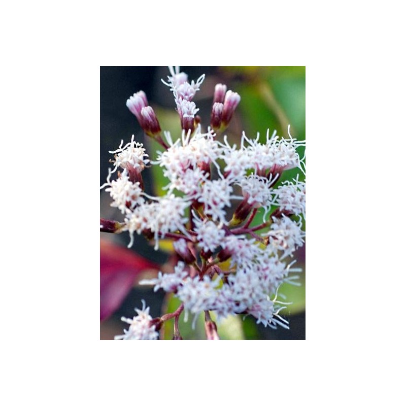 Ageratina ligustrina